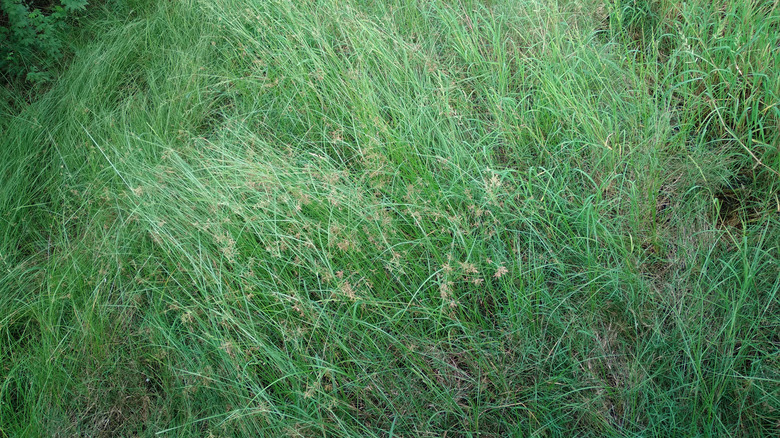 tall thick buffalograss
