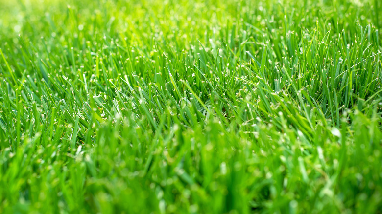 fine green grass close up