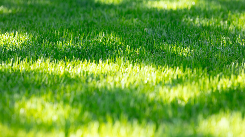 green grass with dappled sunlight