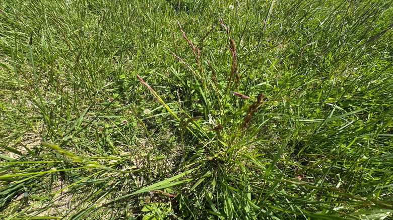 unruly Festuca rubra lawn
