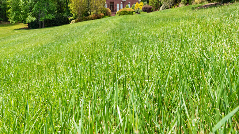 large lawn with fescue grass