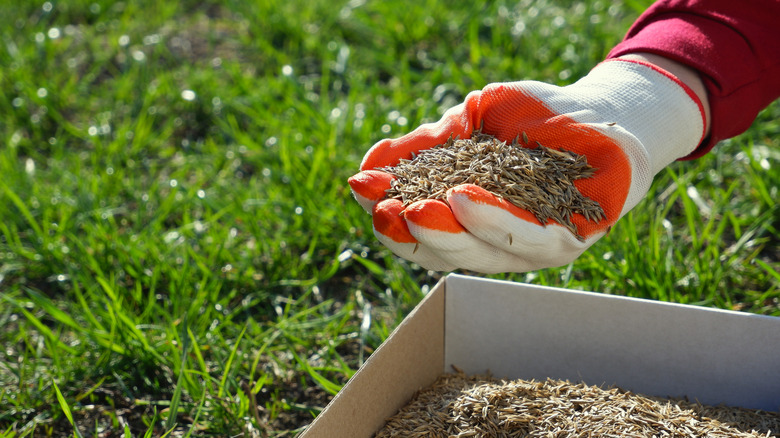 hand holding grass seeds