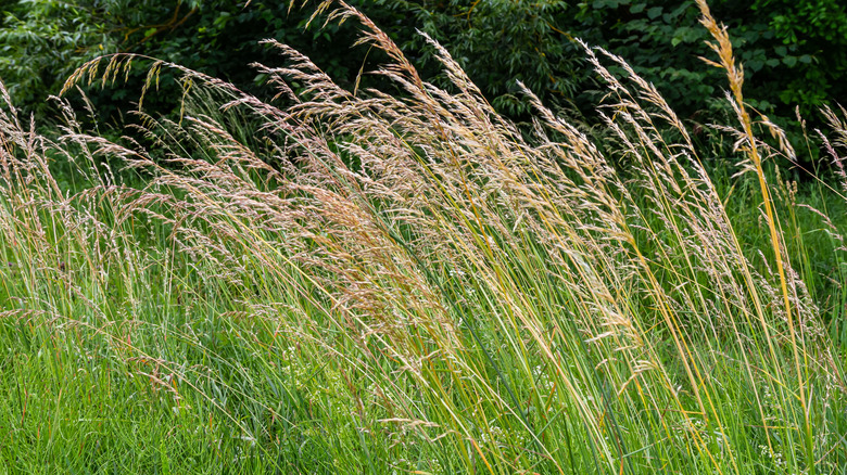 unmowed rough bluegrass