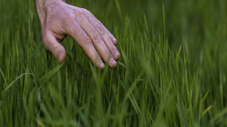 hand touching tall fescue grass