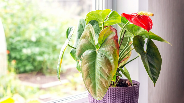 House plant with Anthracnose