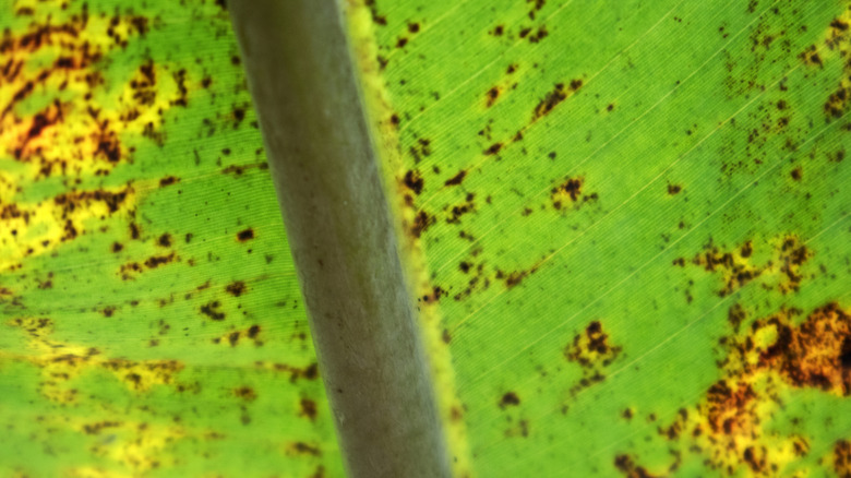 Bacterial wilt on a leaf