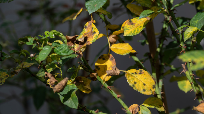 Black spot on rose leaves