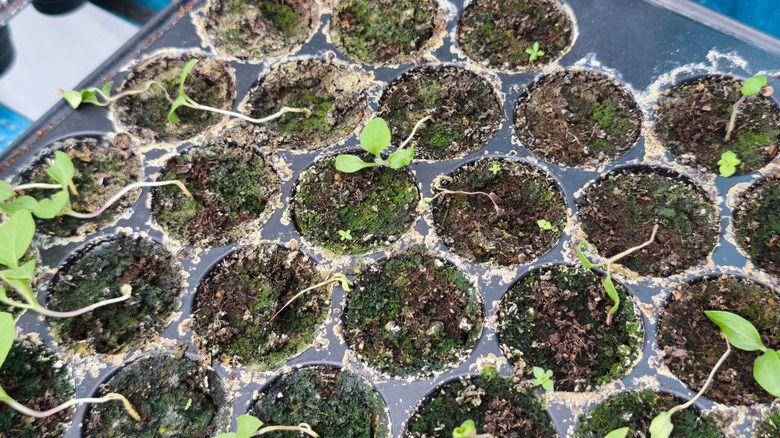 Signs of damping of in seedlings