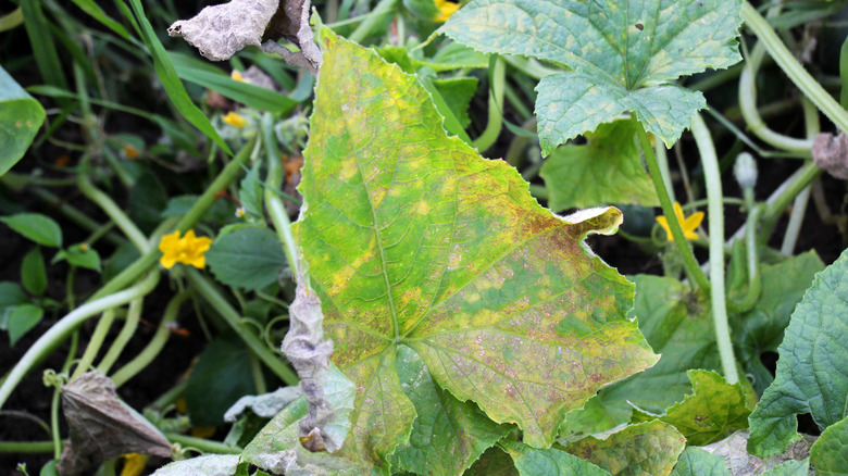 Downy mildew on cucumber plant leaves