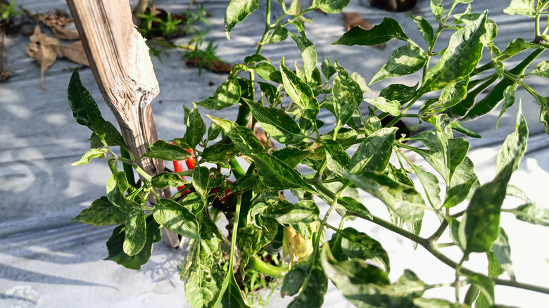 Chili plant suffering from Fusarium wilt