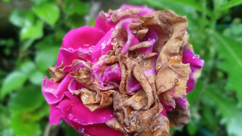 Botrytis blight on a rose flower