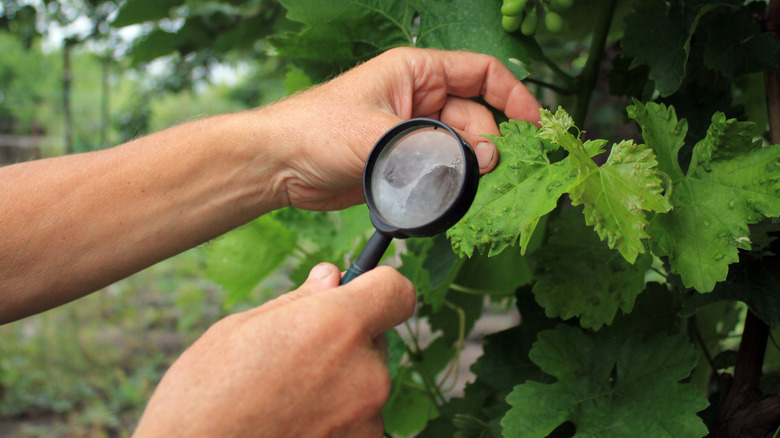 Gardener looking for plant diseases through magnifying glass