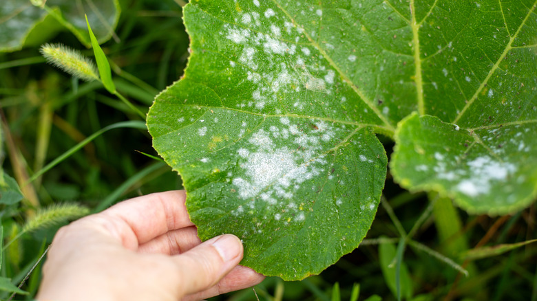 Powdery mildew on pumpkin leaf