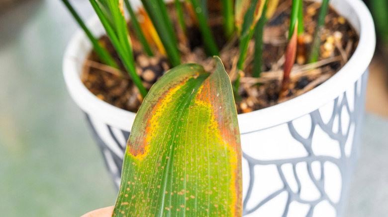 Yellow leaves caused by root rot