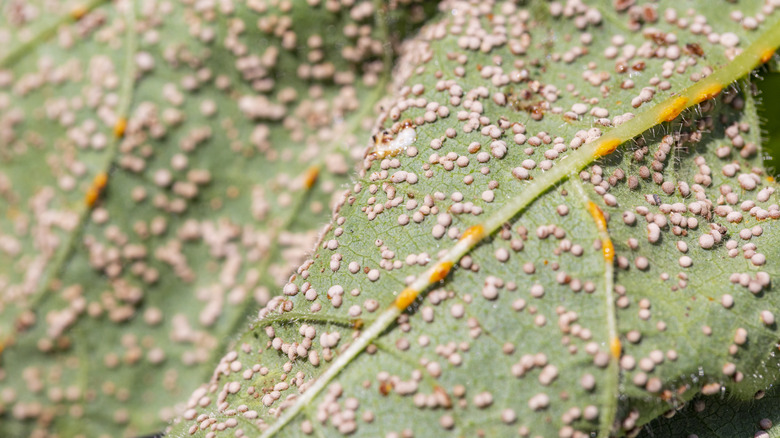 Close-ip of rust funfi spores on a leaf