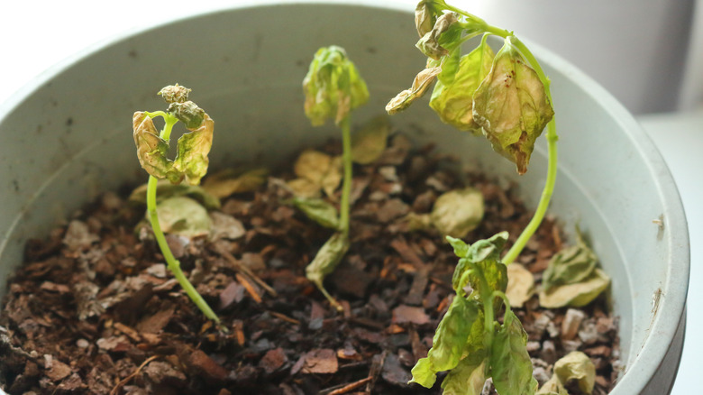 Young basil plants suffering from Verticillium wilt
