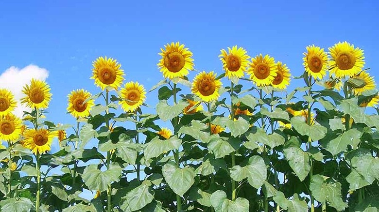 American giant sunflowers