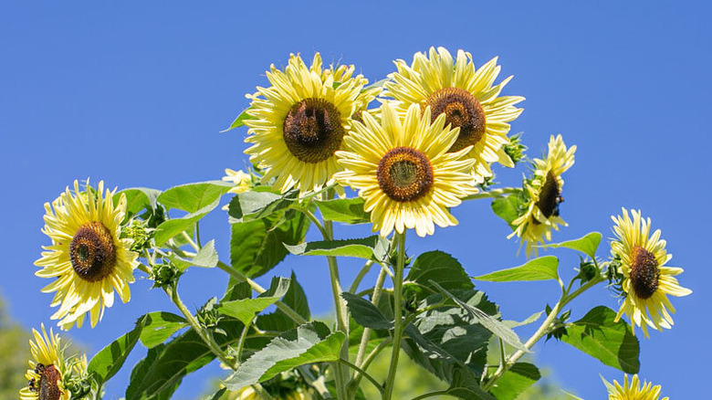 Pale yellow sunflower Giant Primrose