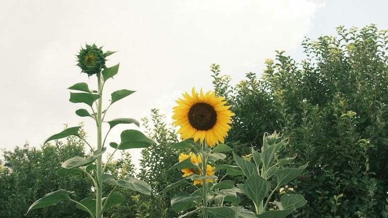 Tall giant single sunflower with green leaves