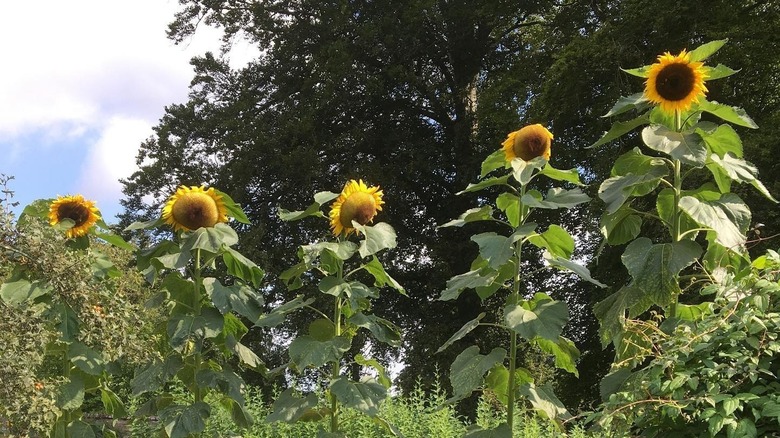 A line of giraffe sunflowers