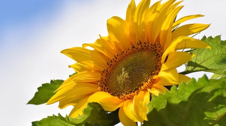 Close up of kong sunflower