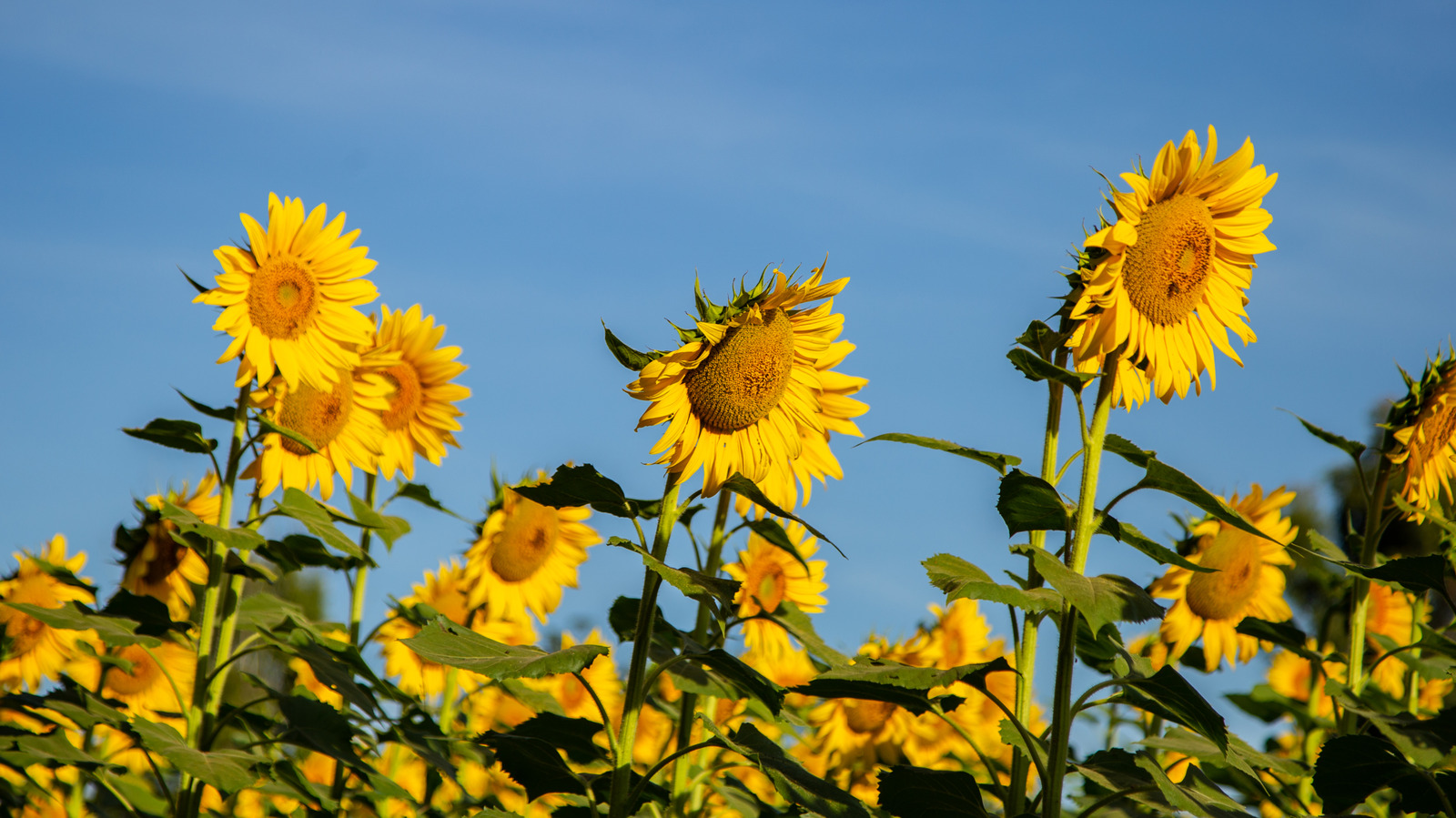 12 Of The World's Tallest Sunflowers You Can Grow To Impress Neighbors