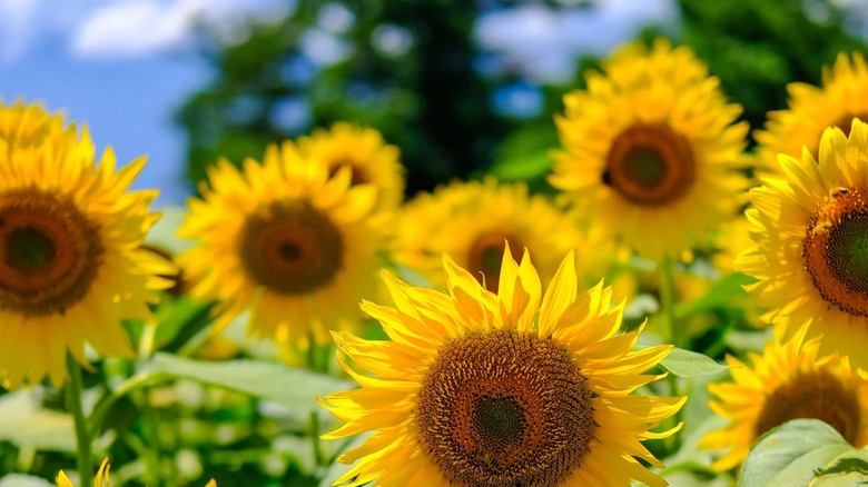 A line of mammoth grey stripe sunflowers