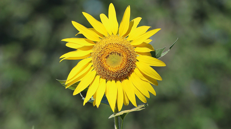 Mammoth Russian sunflower