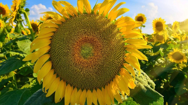 Close up of a mongolian giant sunflower