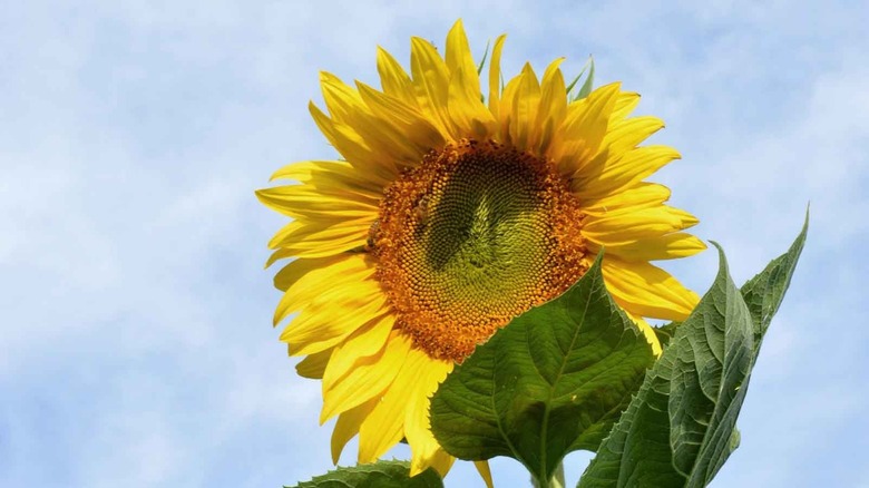 Tall sunflower Skyscraper
