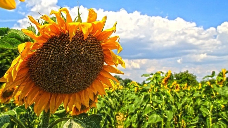 Titan sunflower