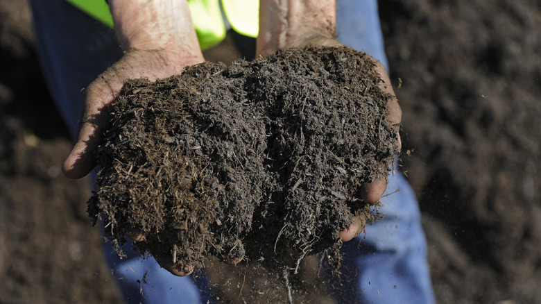 Hands holding peat for soil