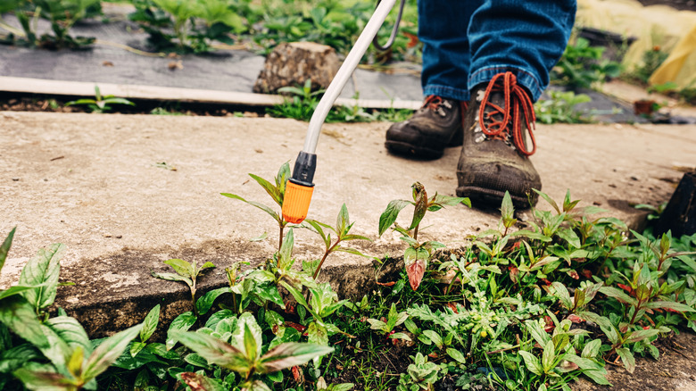 Person using sprayer to apply pesticides in a border garden