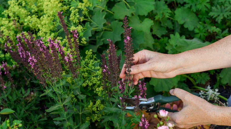 Hand using pruners to cut perennial plants in the garden