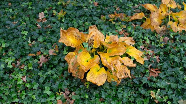 English ivy as groundcover in the garden
