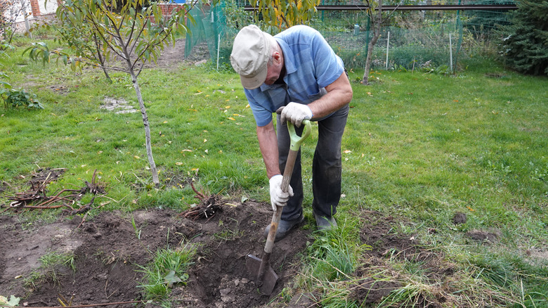 Senior digging in the garden