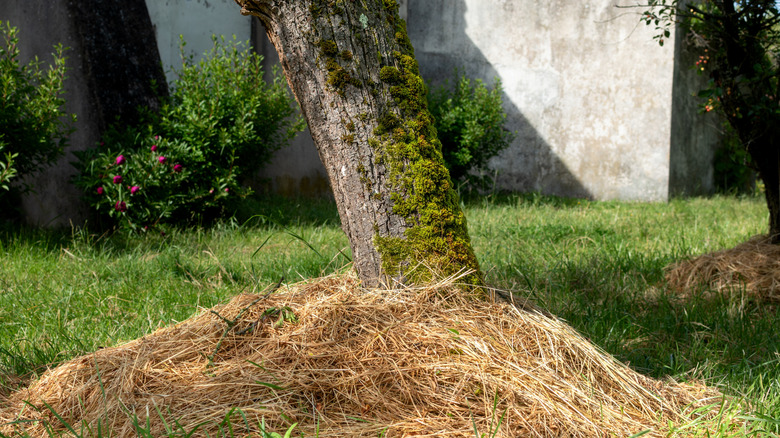 Dry grass used as mulch around a tree trunk
