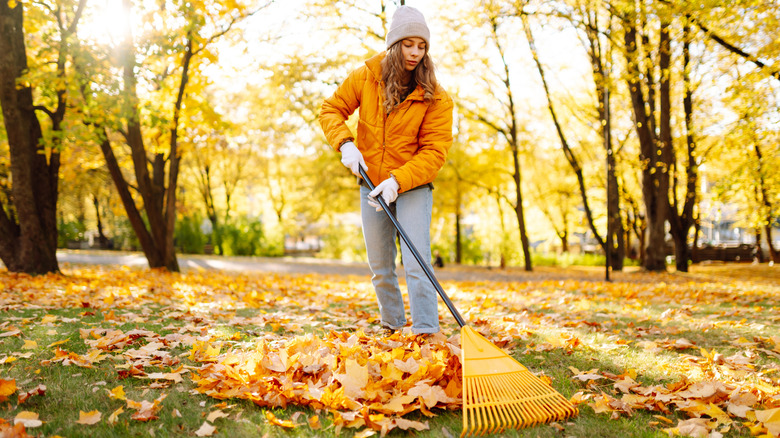 Person raking fall leaves in a yard with trees