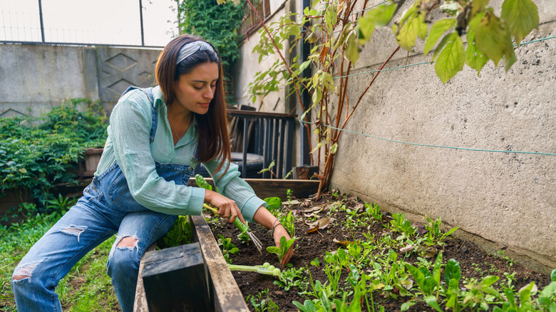 Person planting in a raised bed made from reclaimed wood