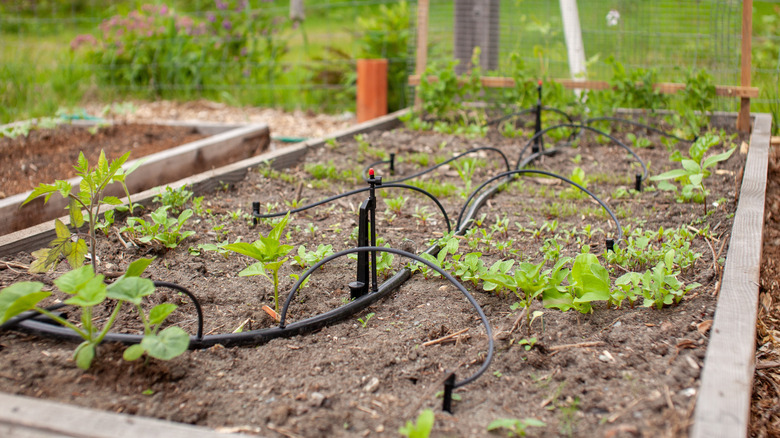 Overhead sprinklers in a raised garden bed