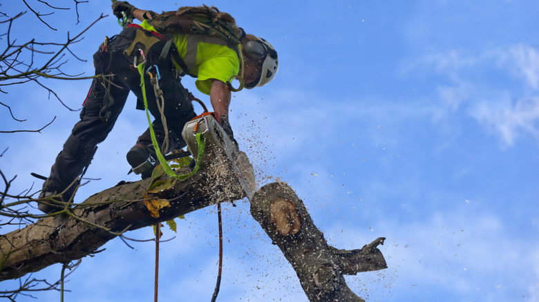 Arborist using chainsaw to cut a tree