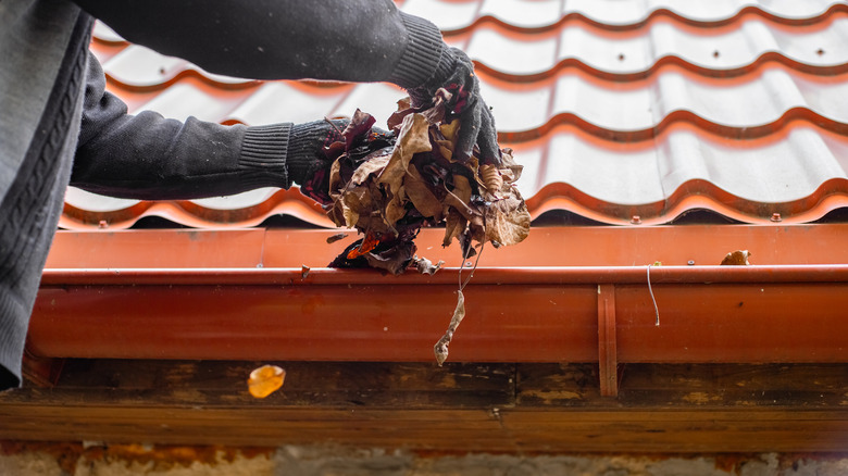 Person's sleeved arms and gloved hands removing leaves from a gutter.