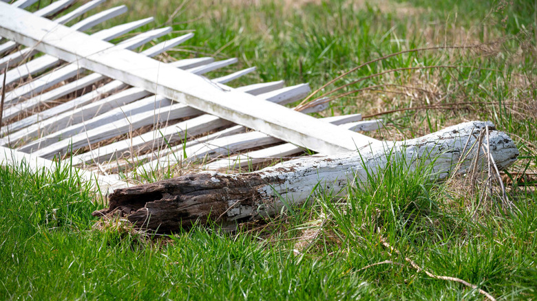 Rotten white fence posts laying on the grass.