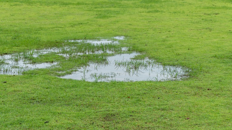 Puddle of water in a field of grass.