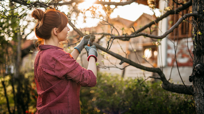 A woman wearing gloves pruning dead branches off of a tree.