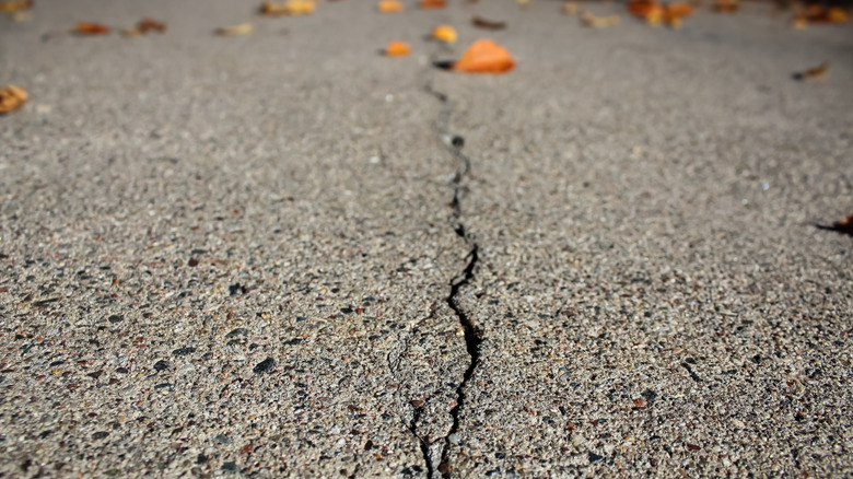 Close-up of a crack in concrete with some leaves.
