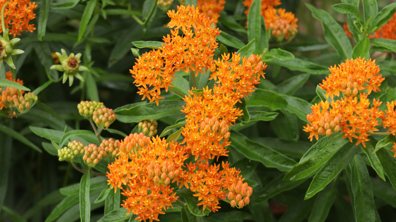 Butterflyweed with orange flowers in late spring