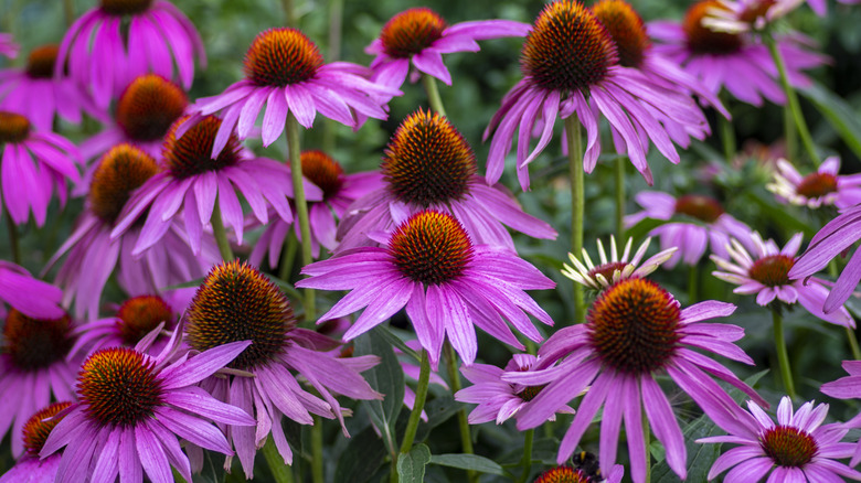 group of purple hedgehog coneflower plants in bloom