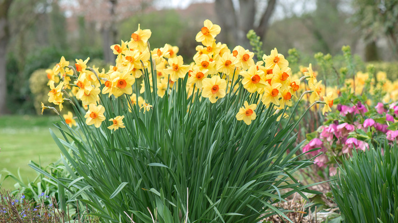 Daffodils in bloom