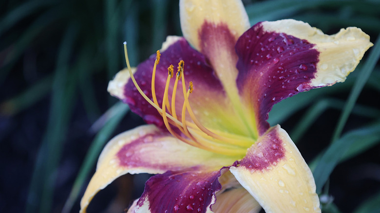 purple and cream colored daylily in full bloom after a rain